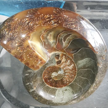 Gamtos Ammonite Tabako Jar Mineralų Pavyzdys Akmens Marokas Vandenyno Gyvūnų Sraigė Myli Peleninę Rūkantiems Namų Puošybai